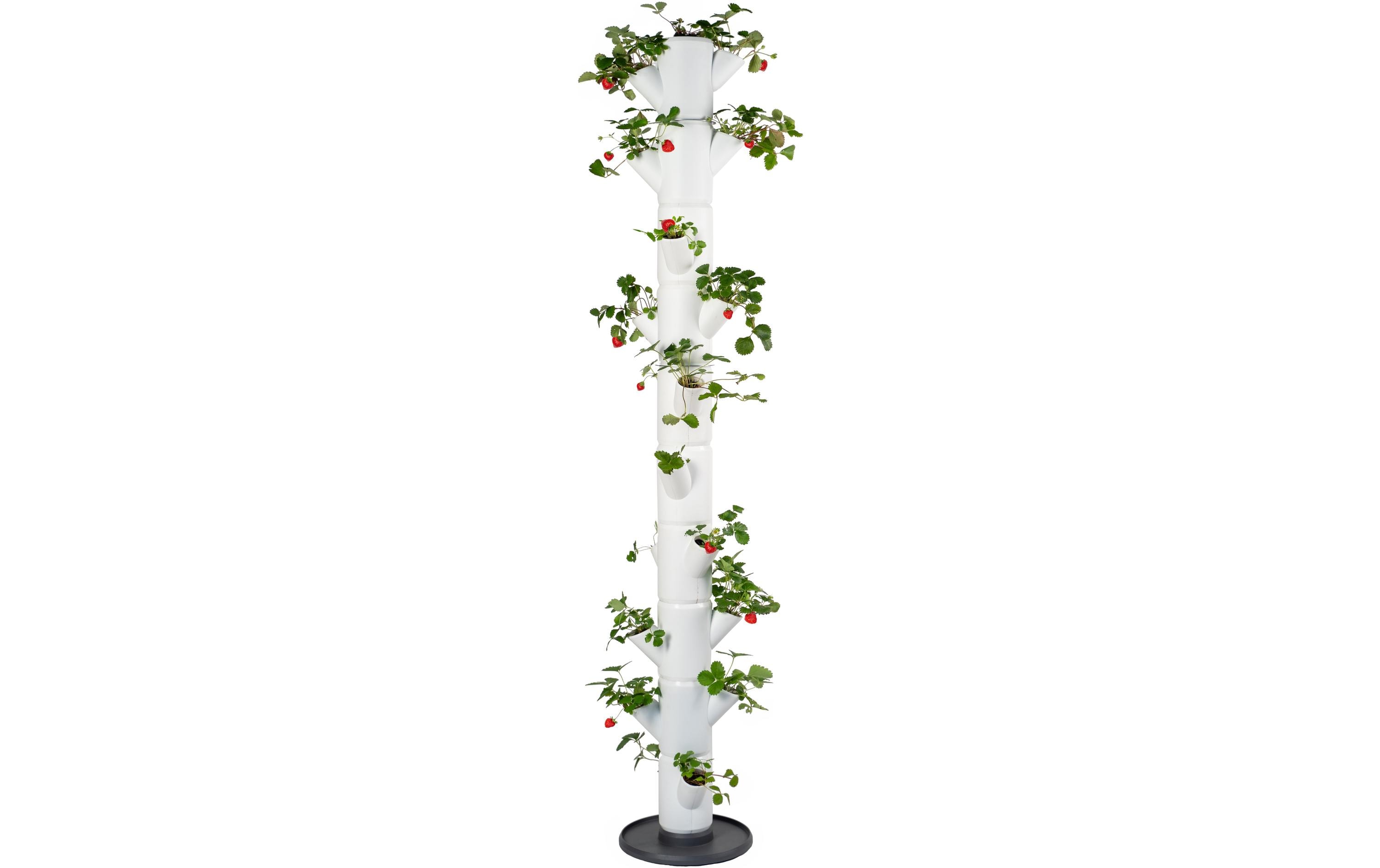 Gusta Garden Aufzuchttöpfe SISSI STRAWBERRY Infinity, Weiss