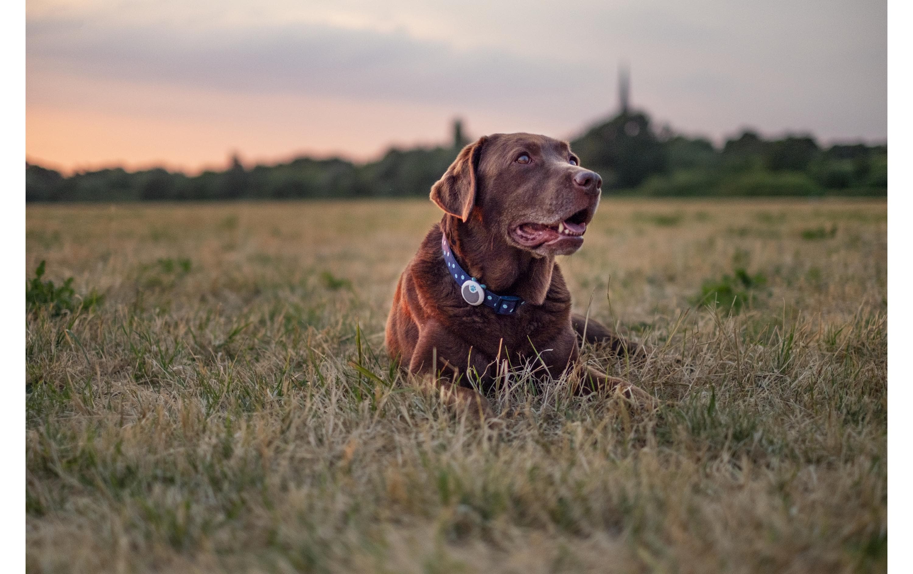 Sure Petcare Verhaltens- und Aktivitätsmonitor Animo