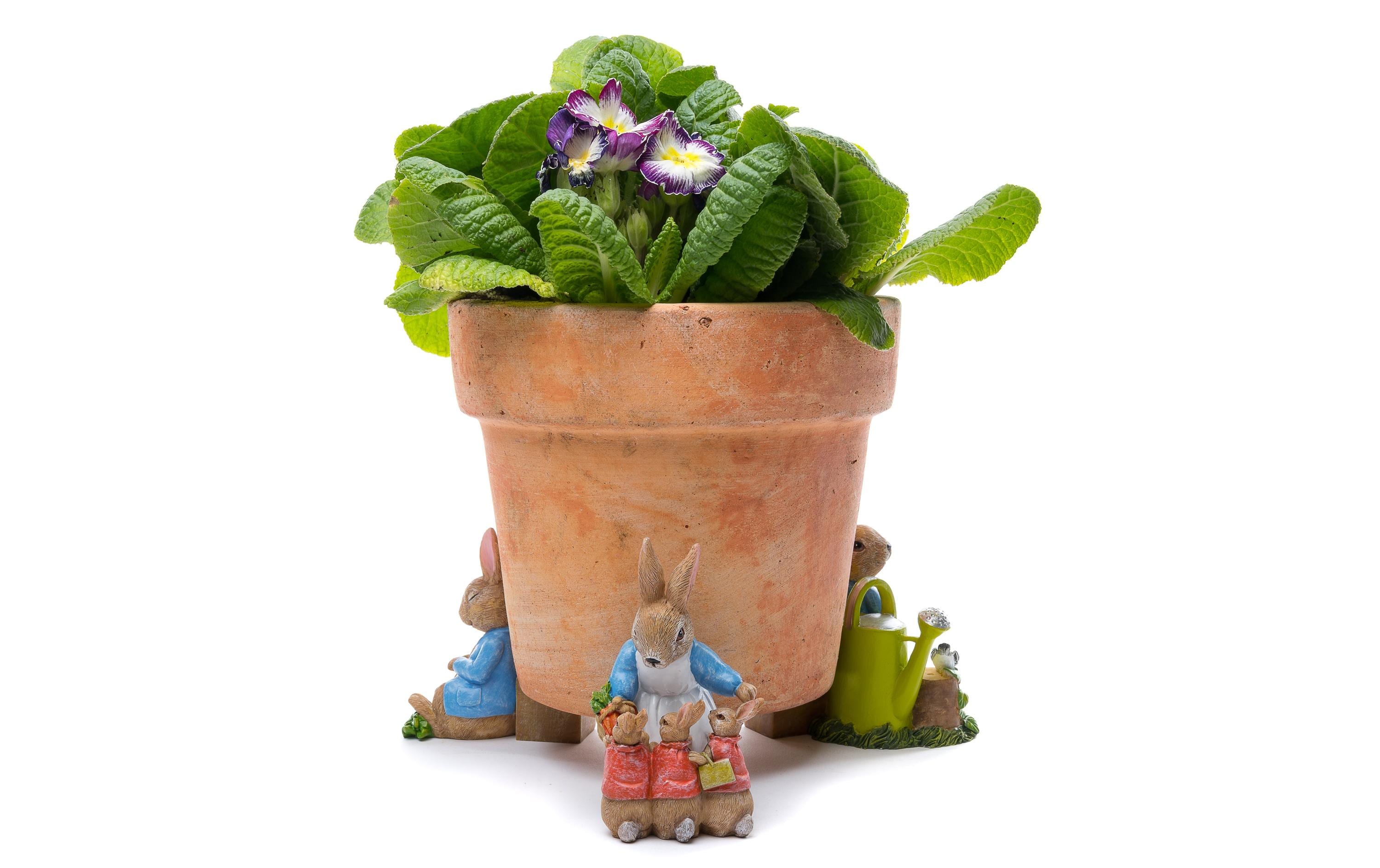 Jardinopia Pflanzentopffüsse Potty Feet Beatrix Potter, 3er Set