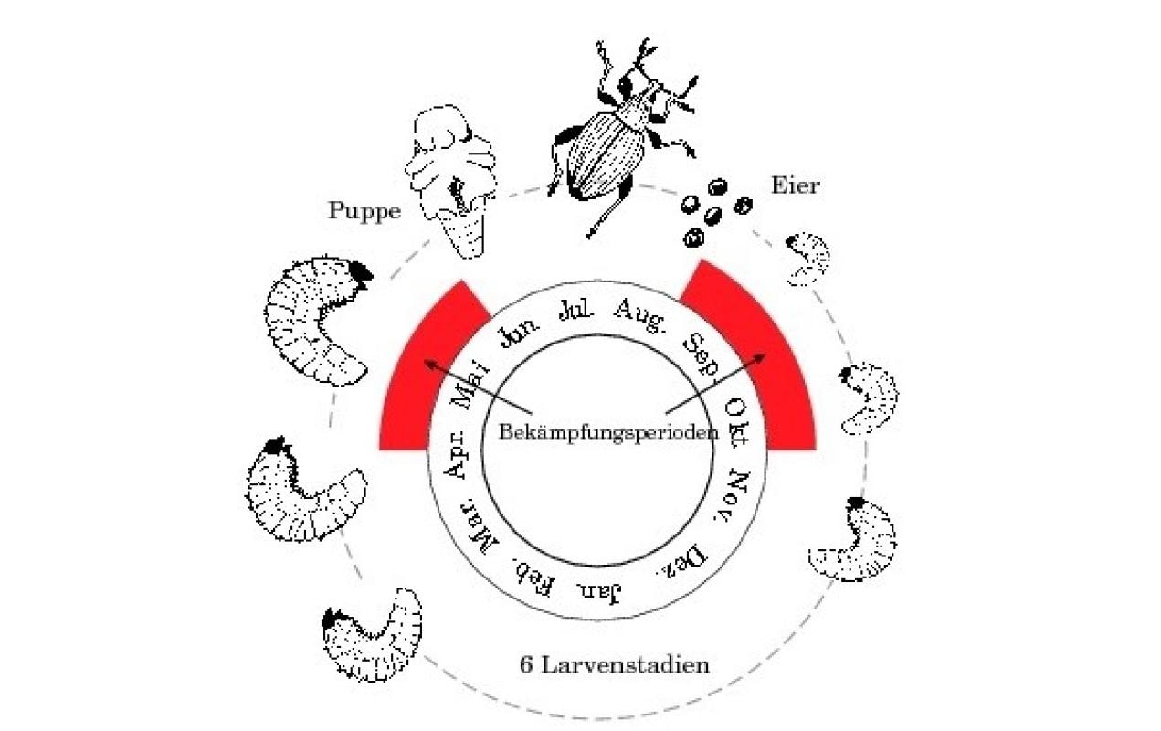 Neudorff Nematoden Gutschein Dickmaulrüssler