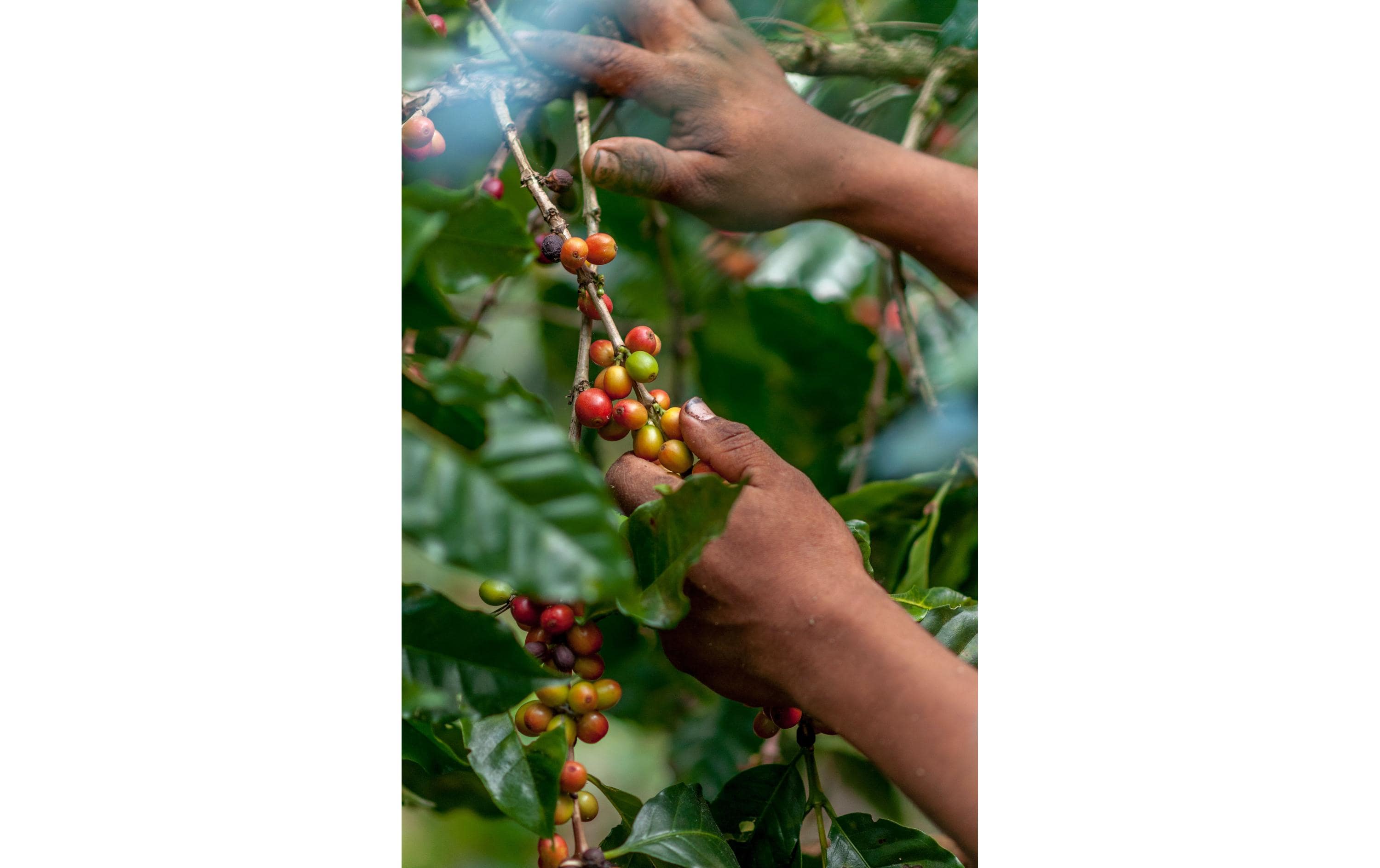 ONESTO Kaffeebohnen Bio Kapitäns Mischung 1 kg