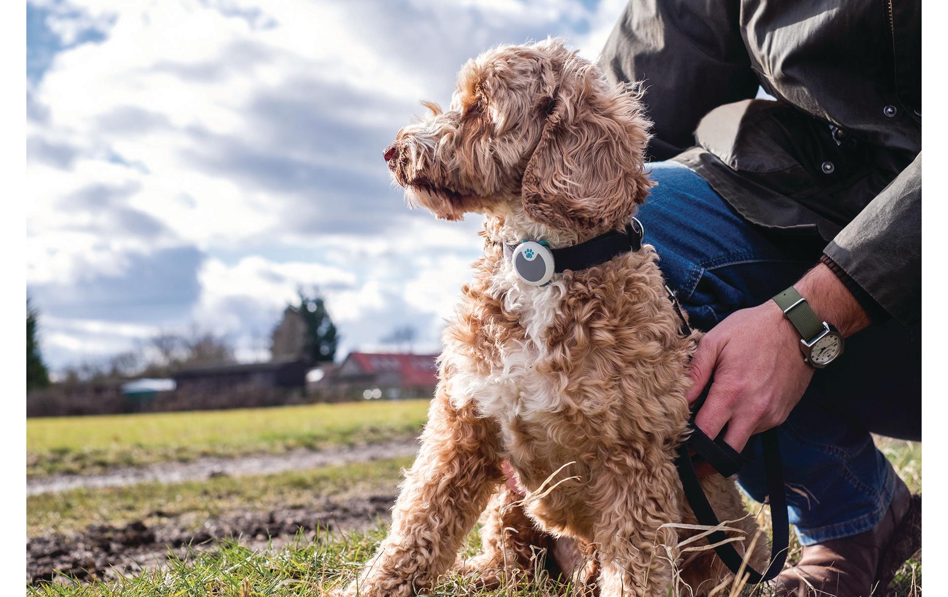 Sure Petcare Verhaltens- und Aktivitätsmonitor Animo