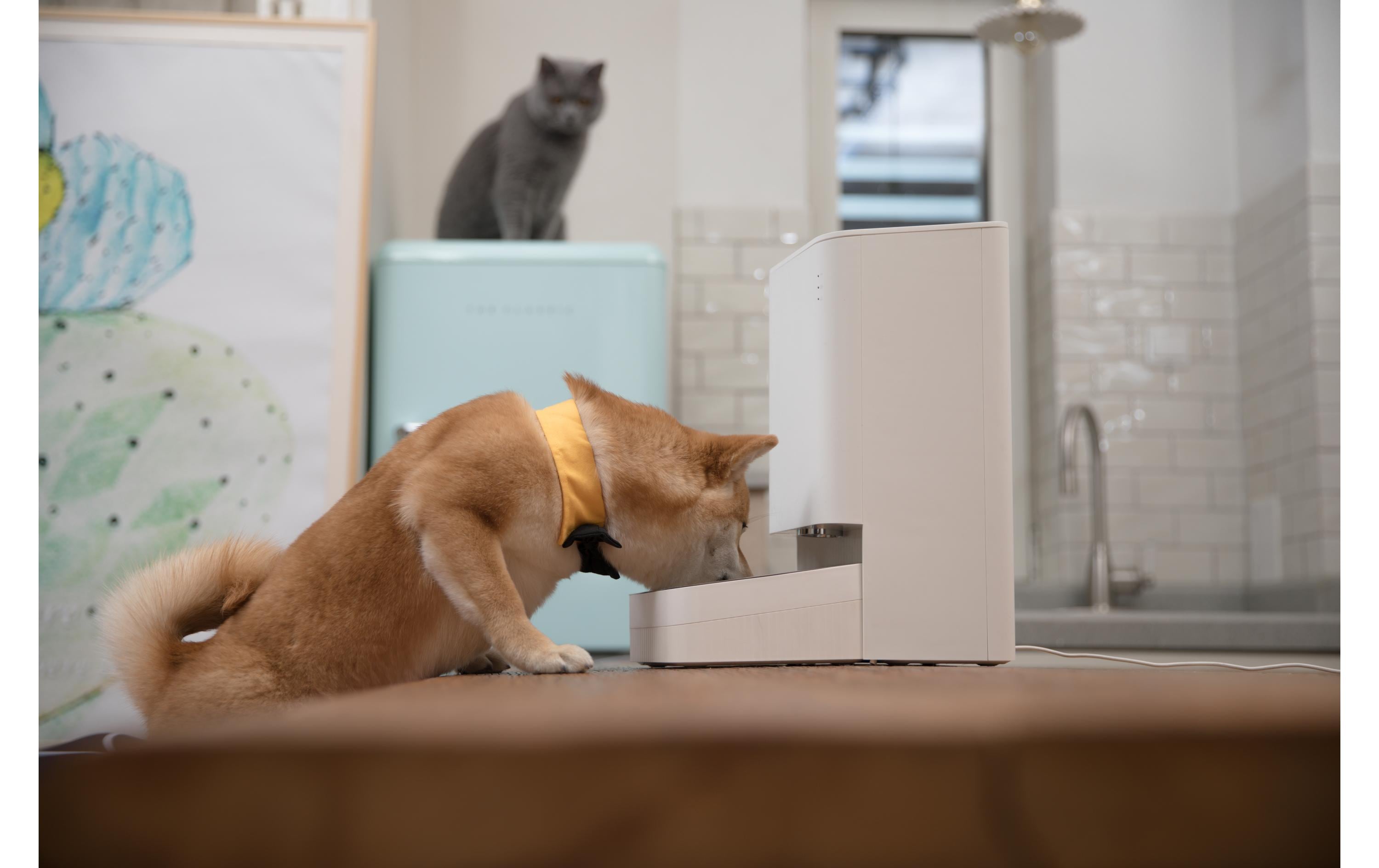 Xiaomi Smart Pet Food Feeder, Weiss