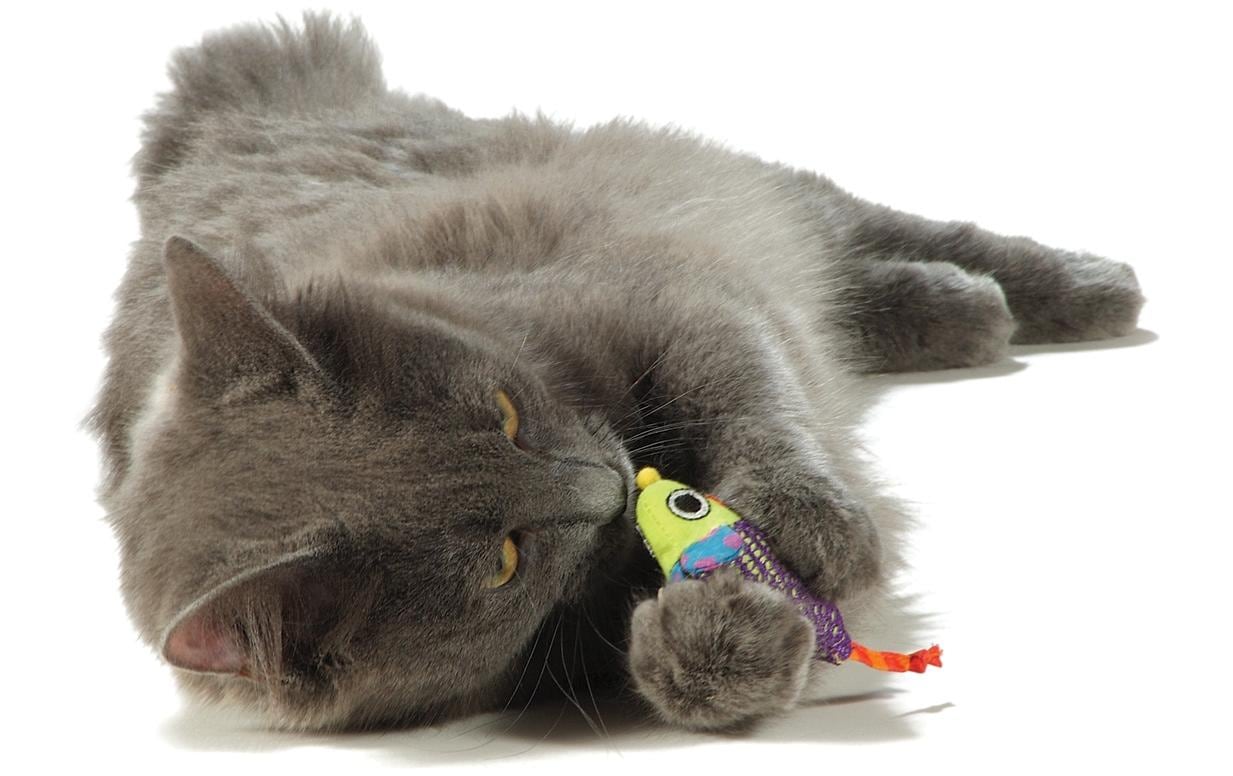 Petstage Katzen-Spielzeug Catnip Chew Mice