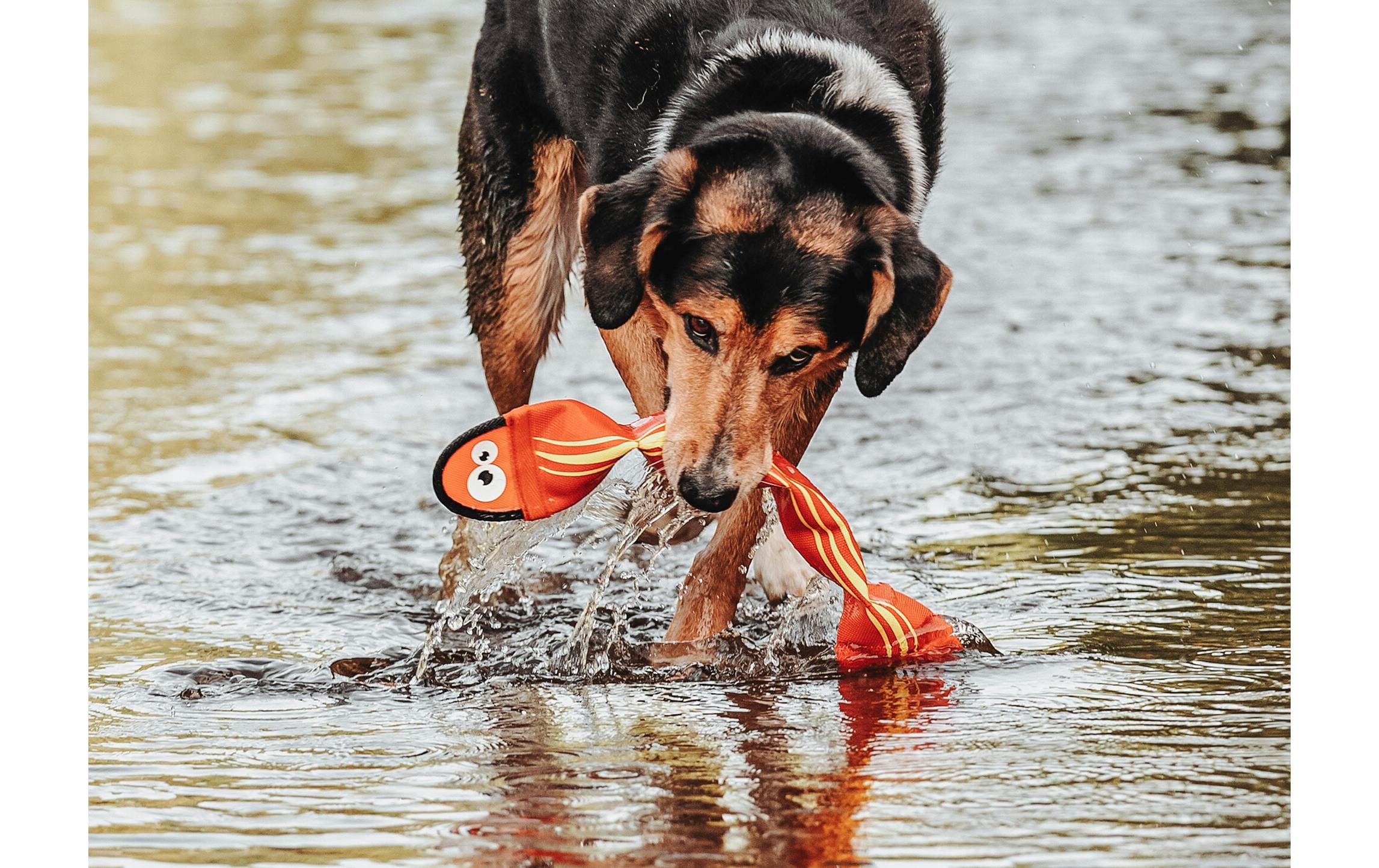 Hunter Hunde-Spielzeug Aqua Mindelo, Orange, 52 cm