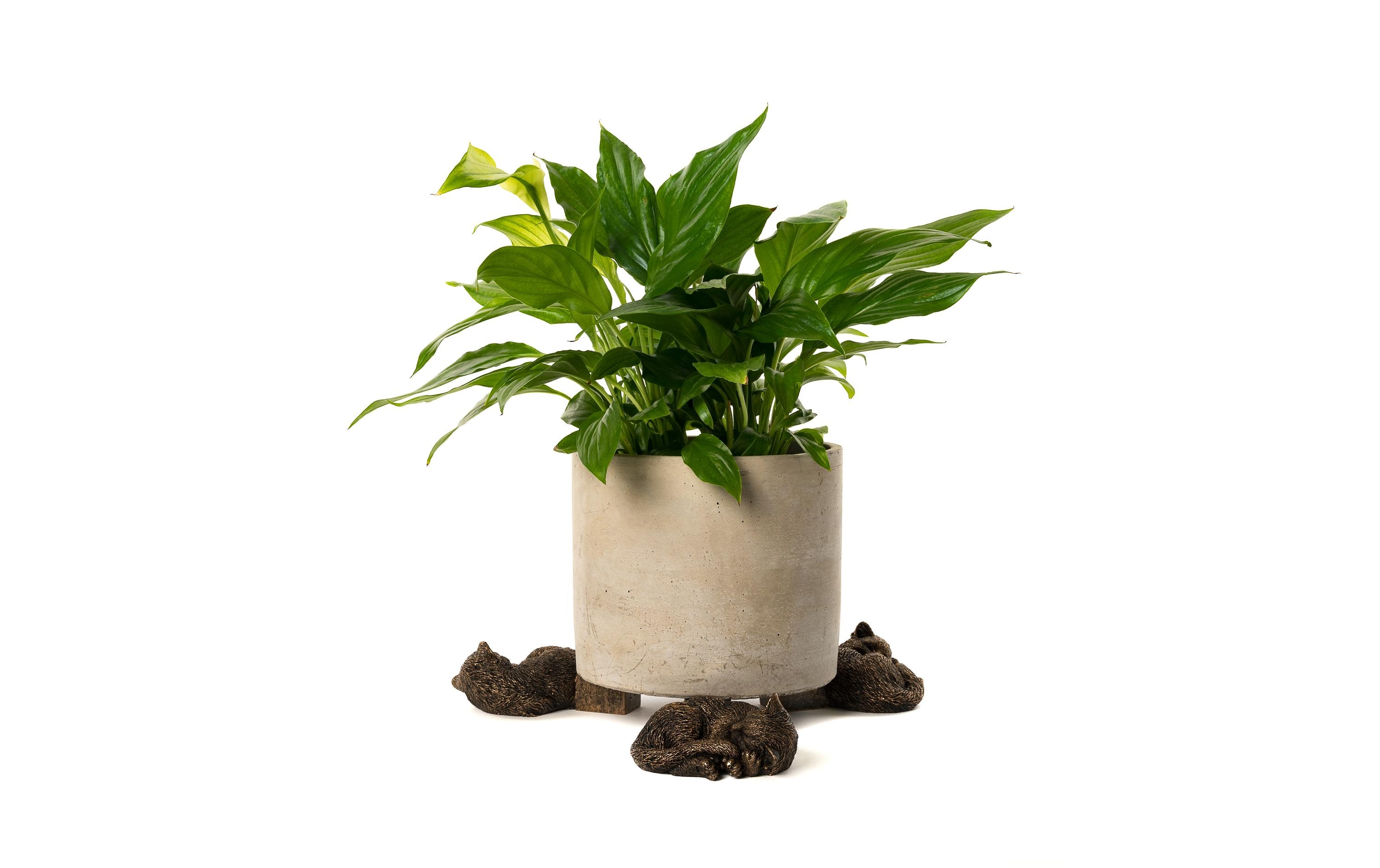 Jardinopia Pflanzentopffüsse Potty Feet Schlafende Katze, 3er Set