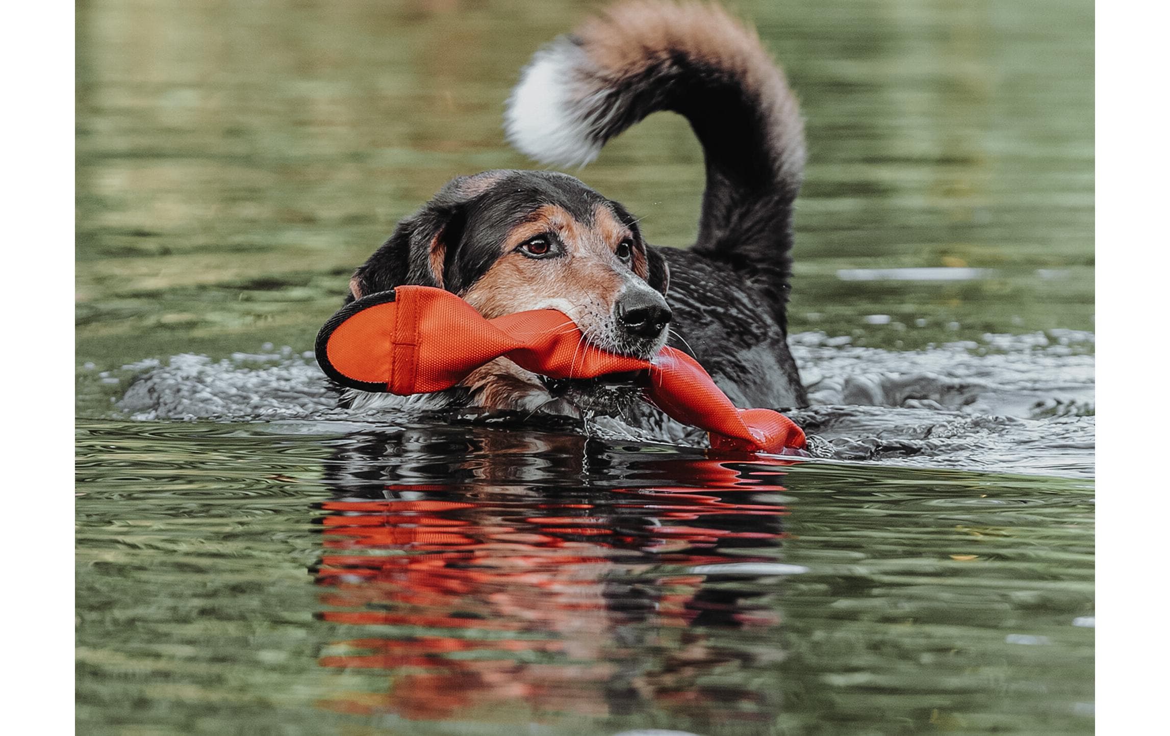 Hunter Hunde-Spielzeug Aqua Mindelo, Orange, 52 cm