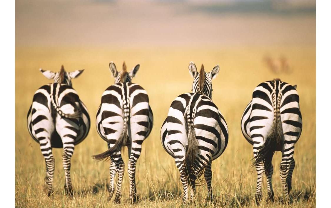 Ravensburger Puzzle Zebra