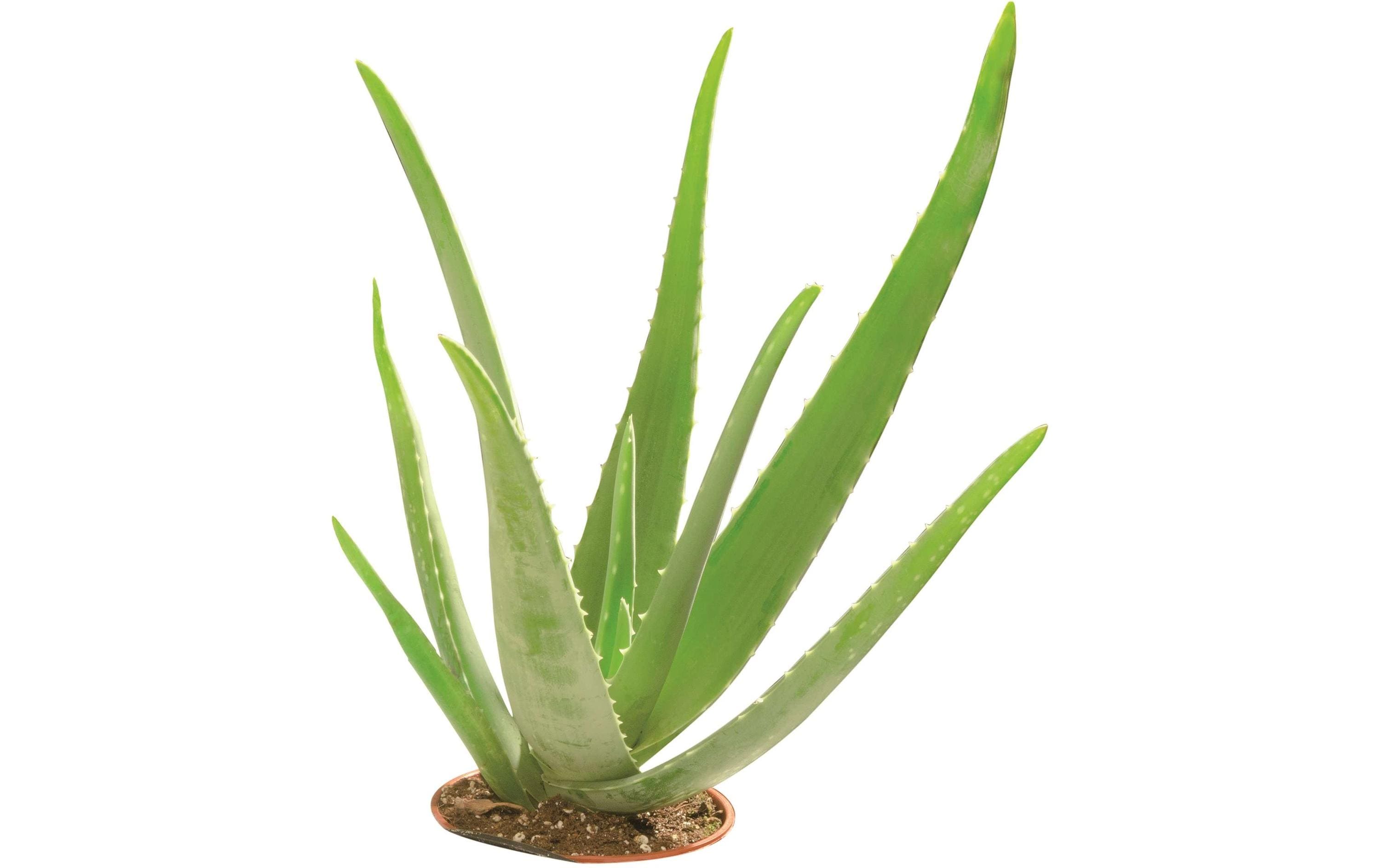 Glorex Glycerinseife Öko mit Aloe Vera 500 g, Transparent