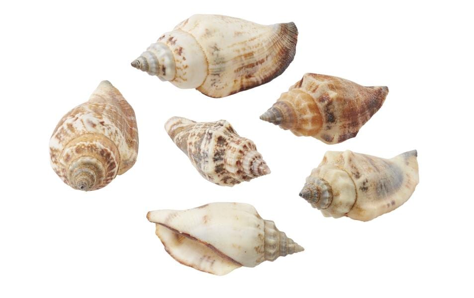 HobbyFun Streudeko Muscheln 1 Natur