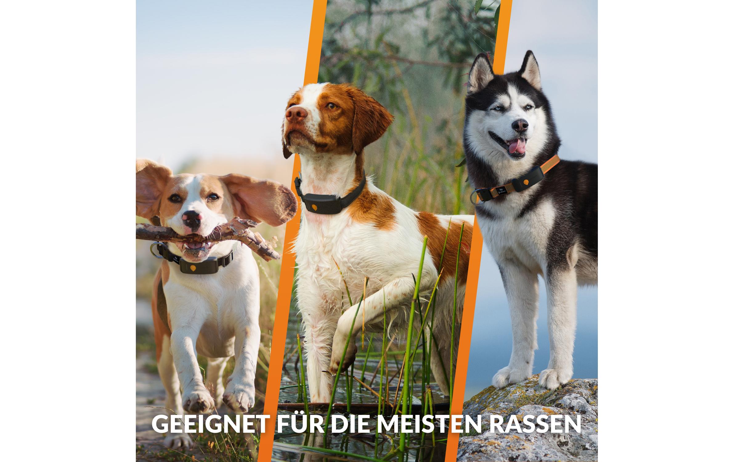 Weenect GPS-Tracker für Hunde XT mit Halsband orange