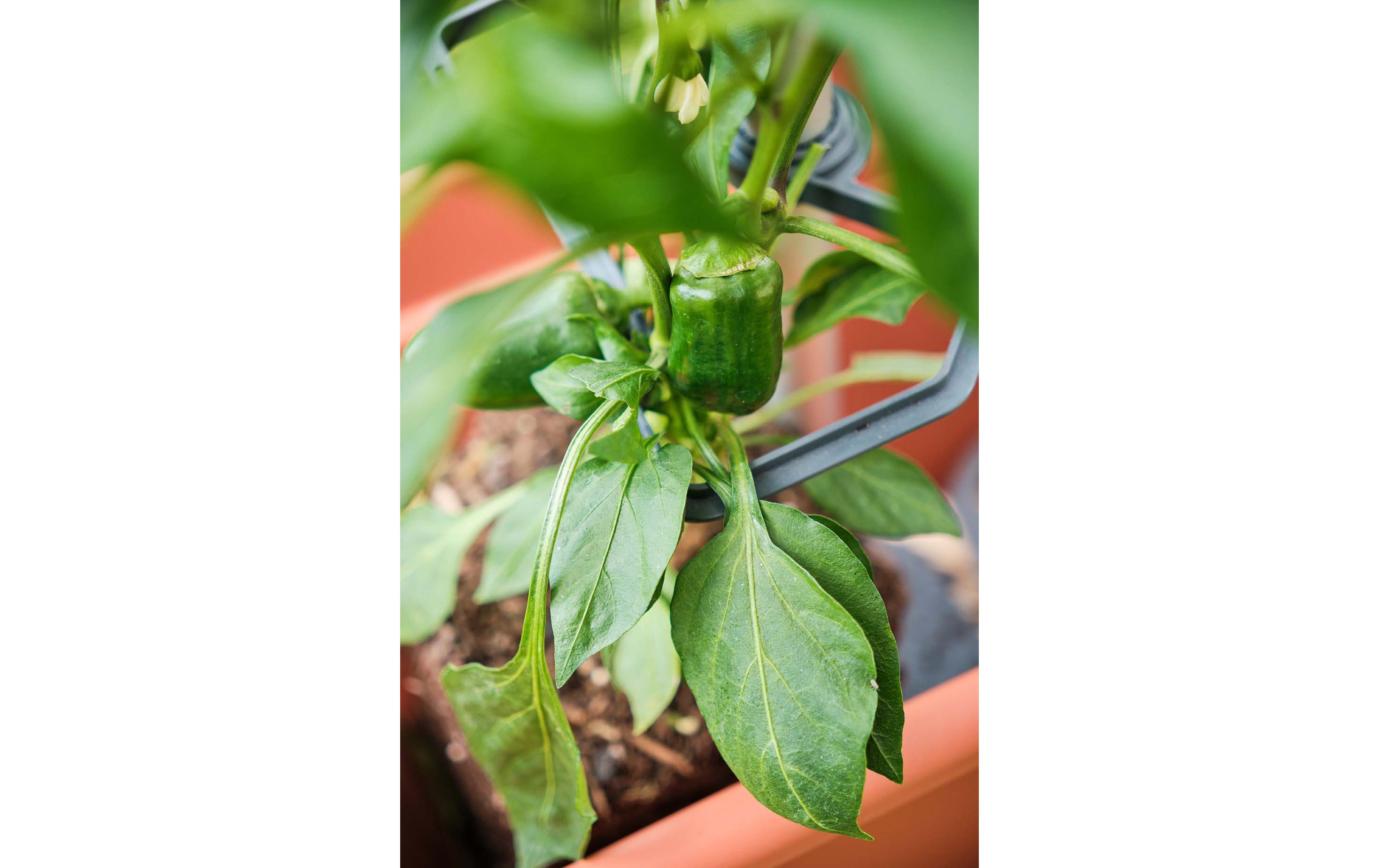 Gusta Garden CHILI BUDDY Rankhilfe für Chilis & Paprika Silber